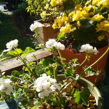 Pelargonium 'Patriot White' (Patriot Series)