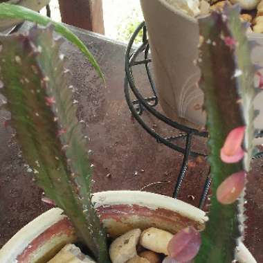 Euphorbia trigona rubra