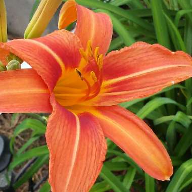 Hemerocallis fulva