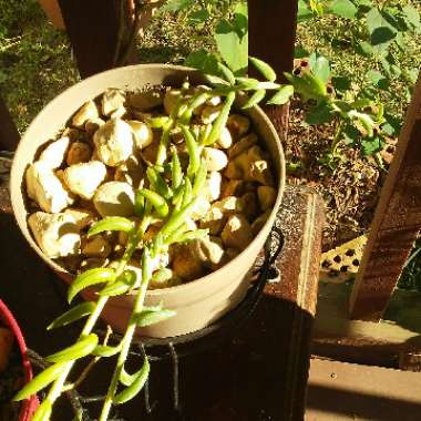 Senecio Radicans Glauca