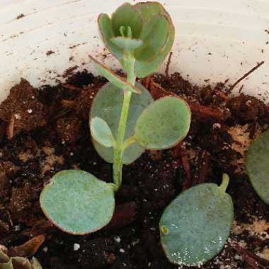 Kalanchoe marnieriana