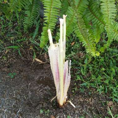 Cortaderia selloana