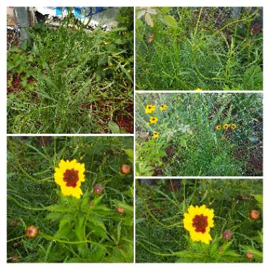 Coreopsis tinctoria