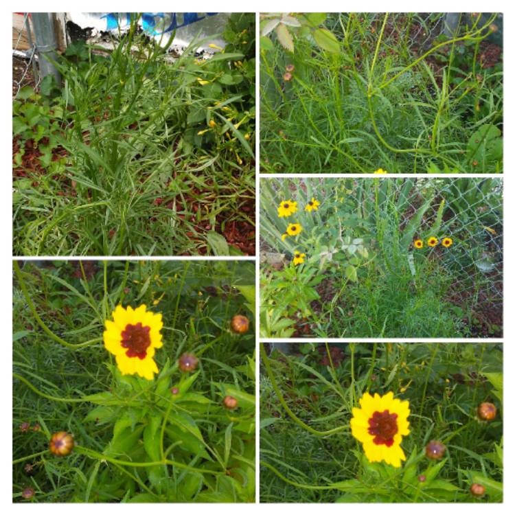 Plant image Coreopsis tinctoria