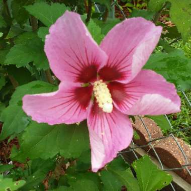 Hibiscus syriacus