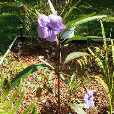 Ruellia simplex