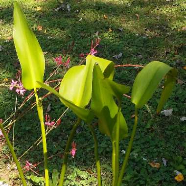 Pontederia cordata