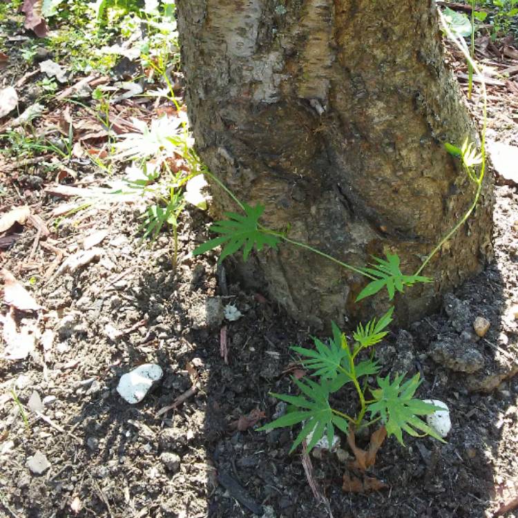 Plant image Ipomoea x multifida