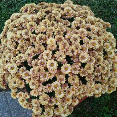 Chrysanthemum