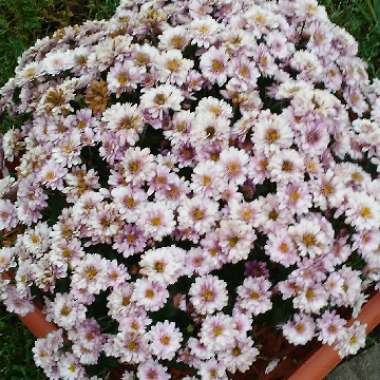 Chrysanthemum