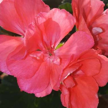 Pelargonium 'Bergpalais' syn. Pelargonium 'Evening Glow'