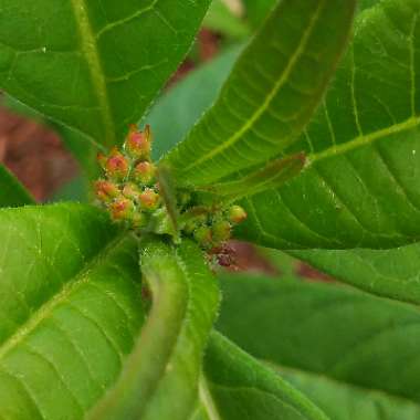 Asclepias