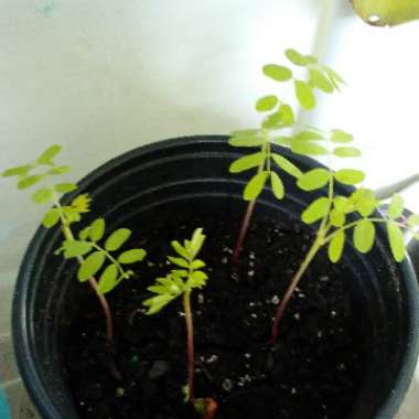 Albizia julibrissin 'Summer Chocolate'