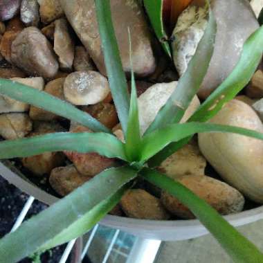 Cryptanthus Bivittatus