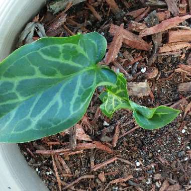 Arum italicum