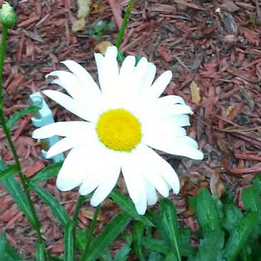 Leucanthemum