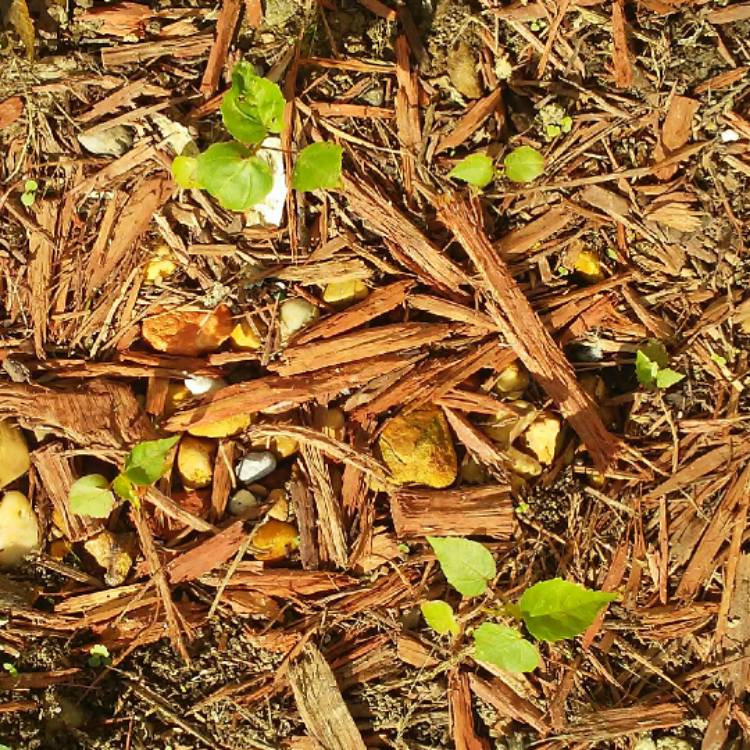 Plant image Hibiscus grandiflorus