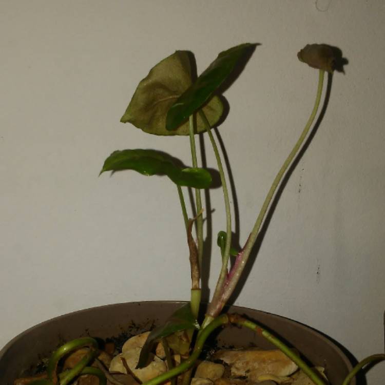 plant image 563361