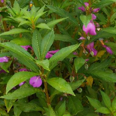 Impatiens balfourii