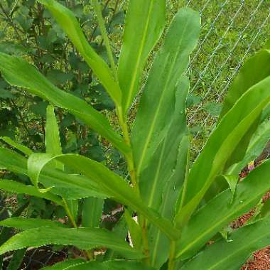 Hedychium coronarium