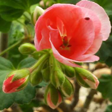 Pelargonium 'Bergpalais' syn. Pelargonium 'Evening Glow'