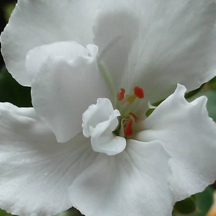 Plant image Pelargonium 'Patriot White' (Patriot Series)