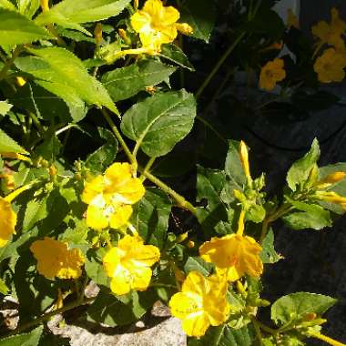 Mirabilis jalapa