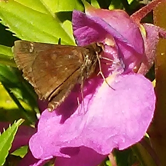 Impatiens balfourii