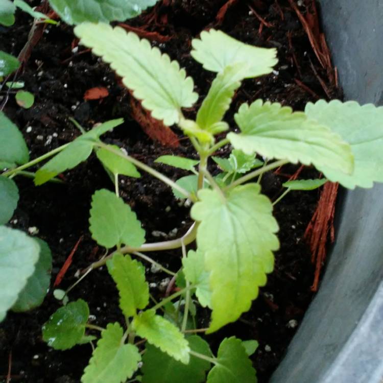 Plant image Physostegia virginiana