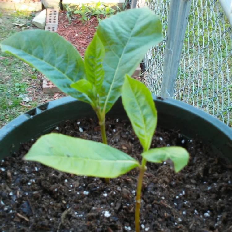 Plant image Clerodendrum myricoides 'Ugandense'