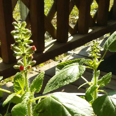 Salvia elegans 'Tangerine'