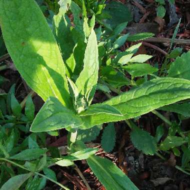 Cynoglossum amabile