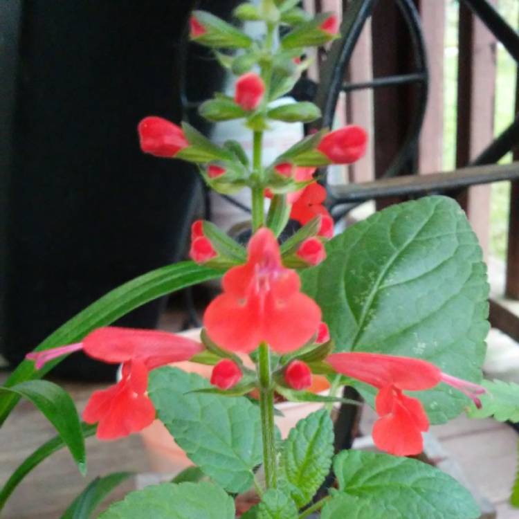 Plant image Salvia elegans 'Tangerine'