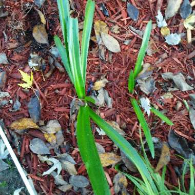 Hymenocallis acutifolia syn. Hymenocallis littoralis var. acutifolia