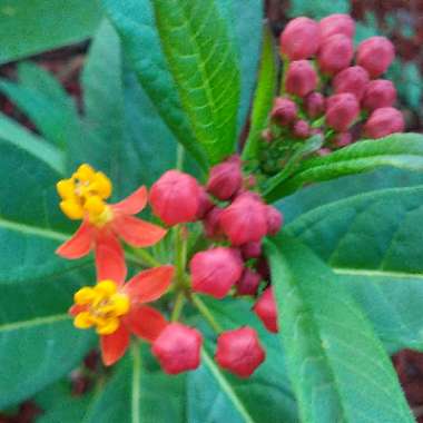 Asclepias