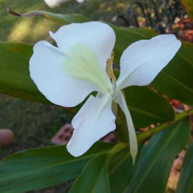 Hedychium coronarium