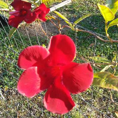 Mandevilla 'Sunmandecrim' syn. Mandevilla 'Sun Parasol Crimson', Mandevilla 'Sundaville Red'