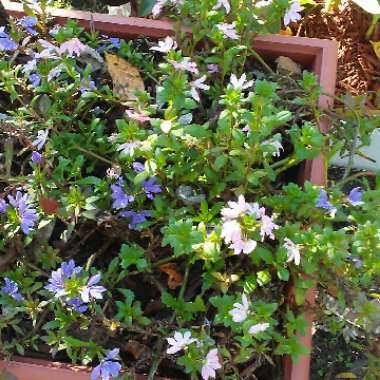 Scaevola aemula 'Bombay Pink'