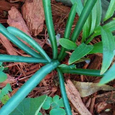 Lycoris radiata