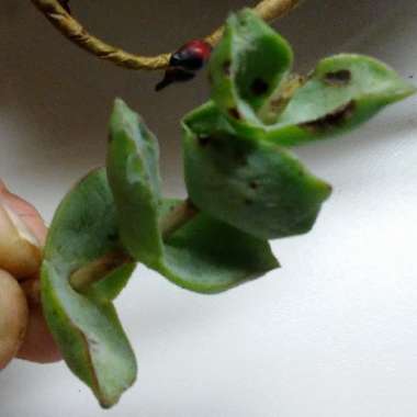 Crassula perforata 'String of Buttons'