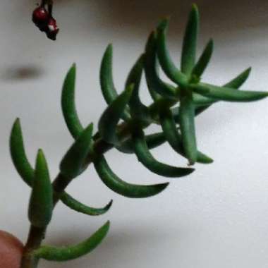 Crassula 'Tetragona'