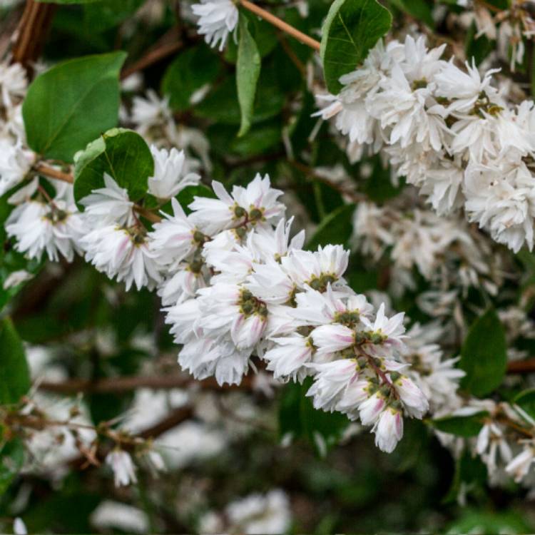 Plant image Deutzia scabra 'Candidissima' syn. Deutzia x wellsii