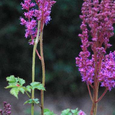 False Goatsbeard 'Amethyst'