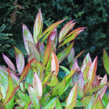 Photinia 'Little Red Robin'