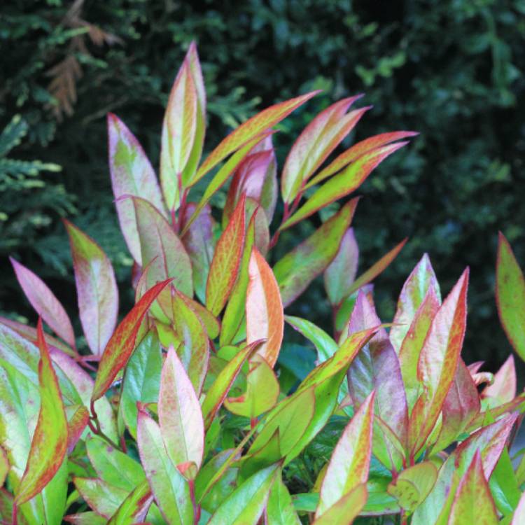 Plant image Photinia x fraseri 'Little Red Robin'