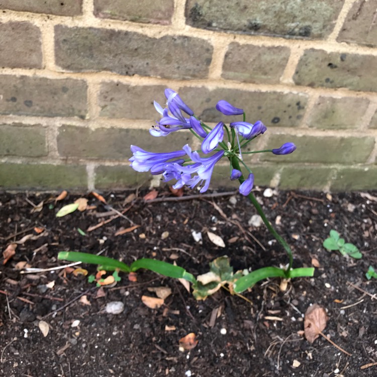 Plant image Agapanthus 'Donau' syn. Agapanthus 'Blue Danube'