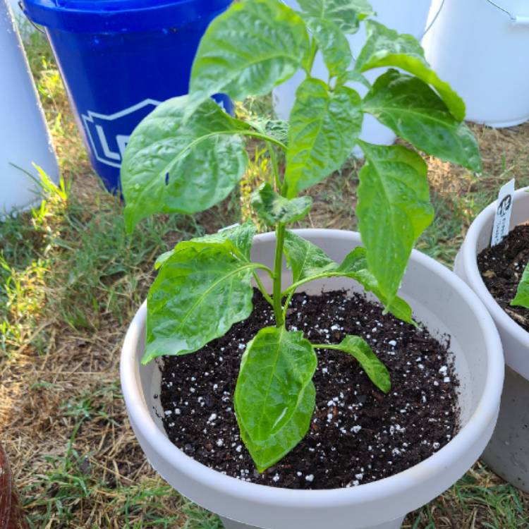 Plant image Capsicum chinense 'Chocolate Habanero'