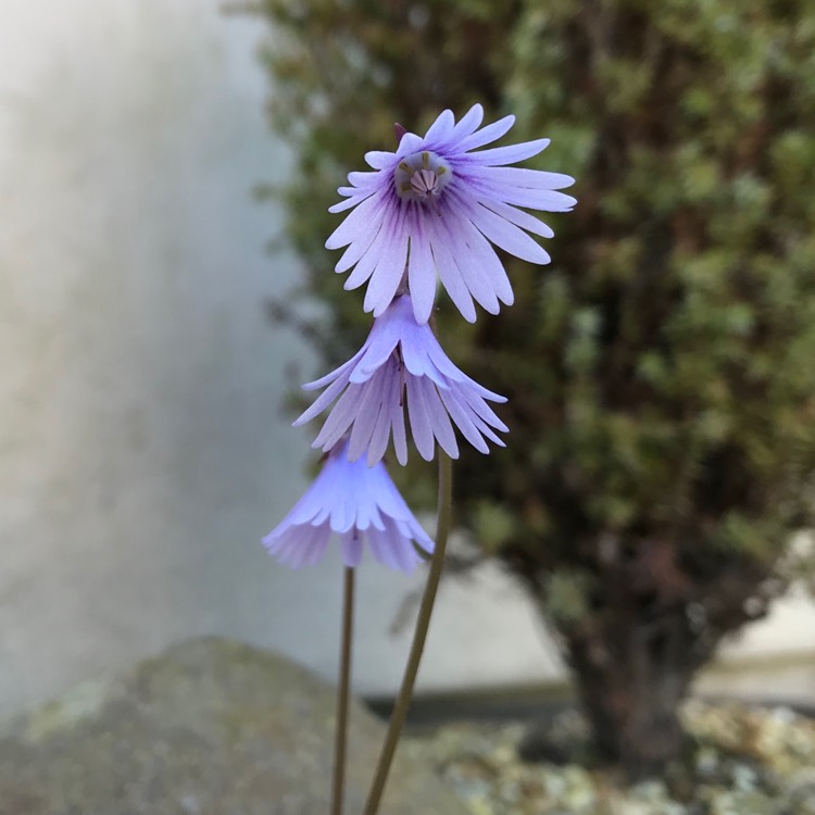 Plant image Soldanella montana