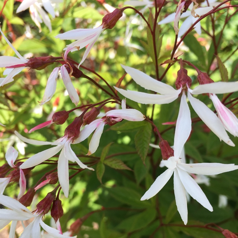 Plant image Gillenia trifoliata