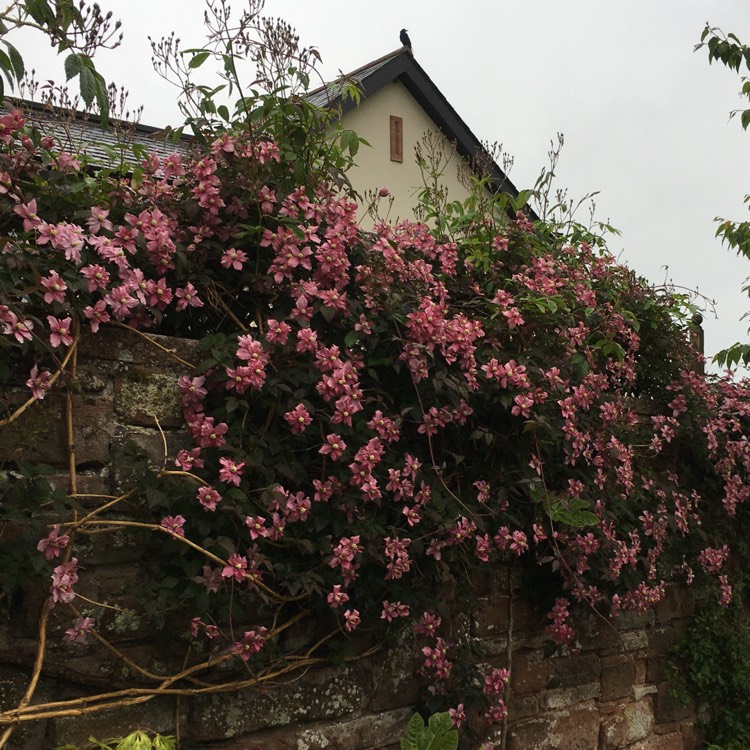 Plant image Clematis montana 'Broughton Star'